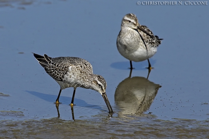 Stilt Sandpiper