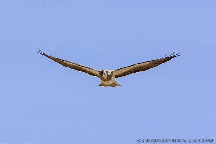 Swainson’s Hawk