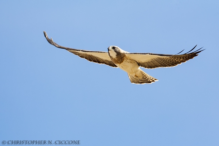 Swainson’s Hawk