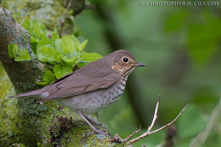 Swainson’s Thrush