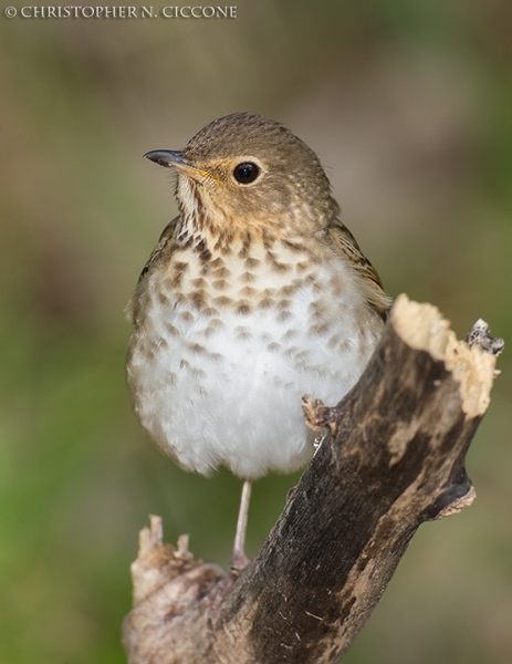 Swainson’s Thrush