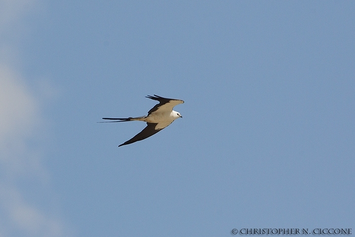 Swallow-tailed Kite