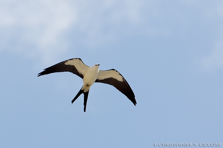 Swallow-tailed Kite