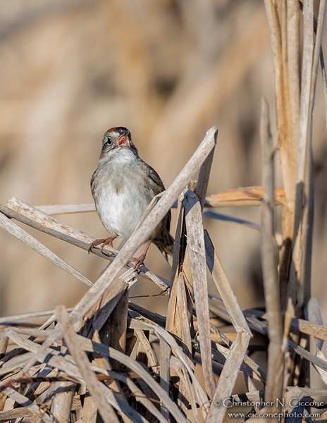 Swamp Sparrow