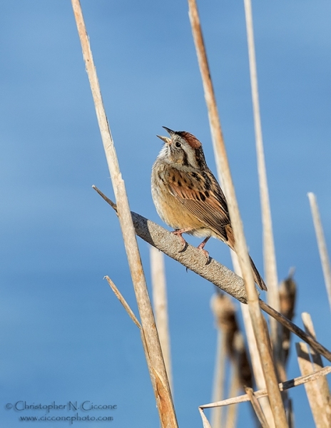 Swamp Sparrow