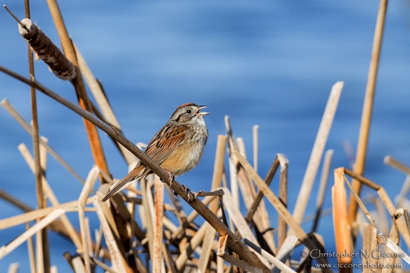 Swamp Sparrow