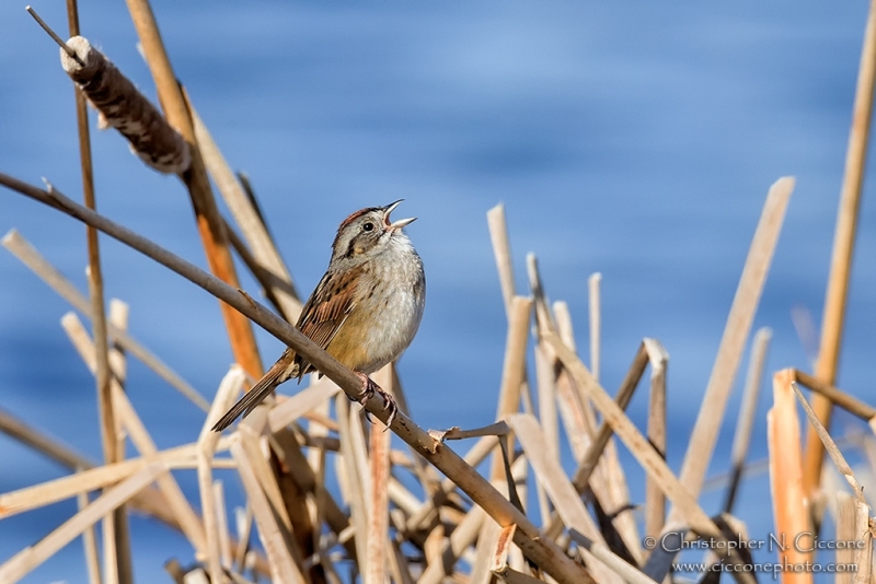 Swamp Sparrow