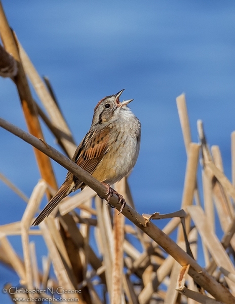 Swamp Sparrow