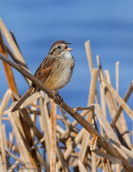 Swamp Sparrow