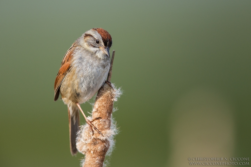 Swamp Sparrow