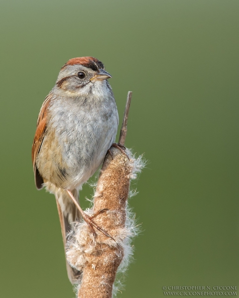 Swamp Sparrow