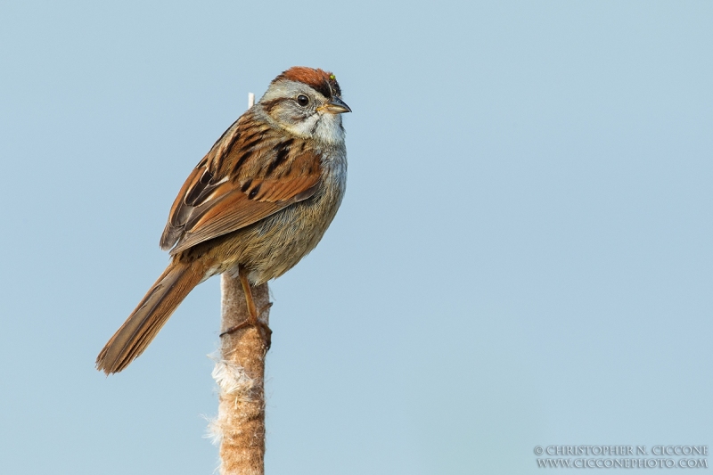 Swamp Sparrow