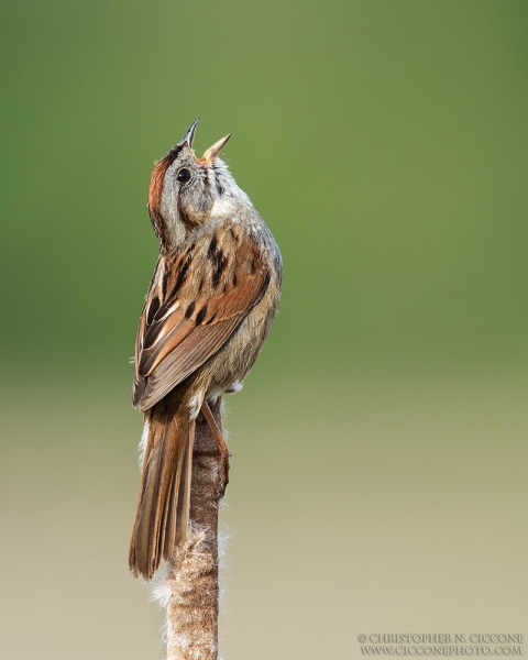 Swamp Sparrow