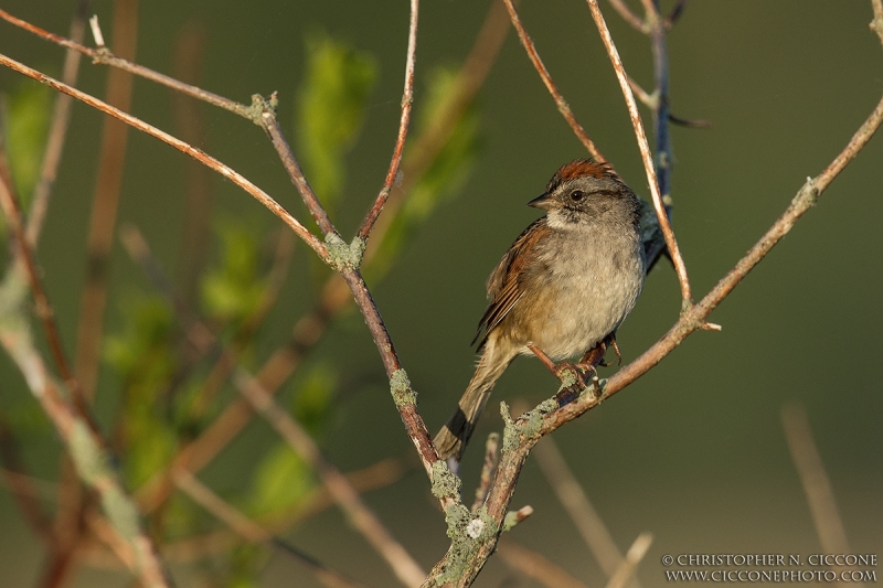 Swamp Sparrow