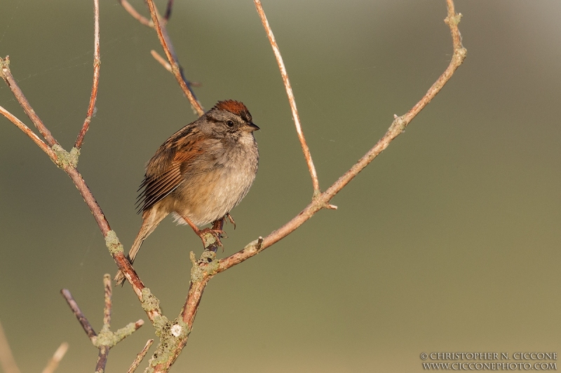 Swamp Sparrow