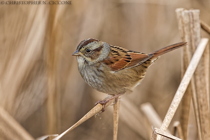 Swamp Sparrow