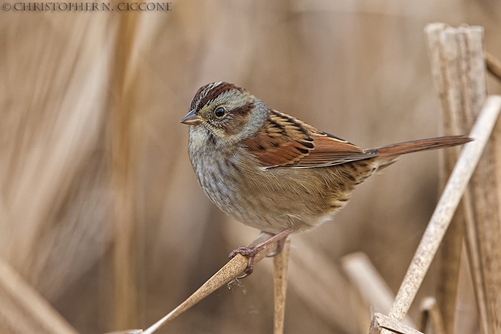 Swamp Sparrow