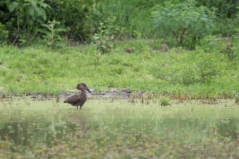 Hamerkop