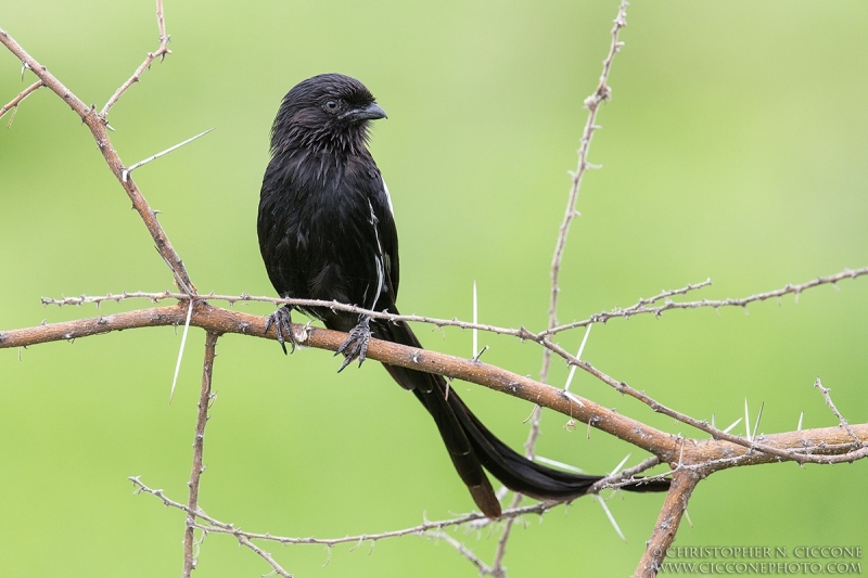 Magpie Shrike