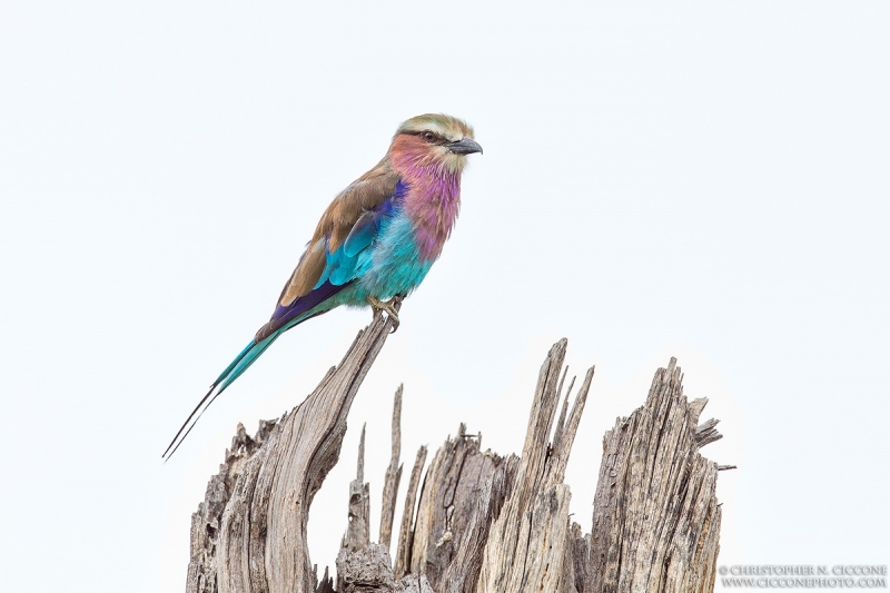 Lilac-breasted Roller