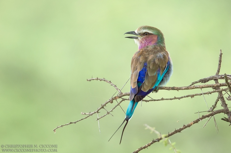 Lilac-breasted Roller