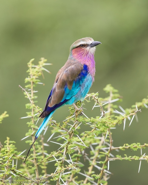 Lilac-breasted Roller