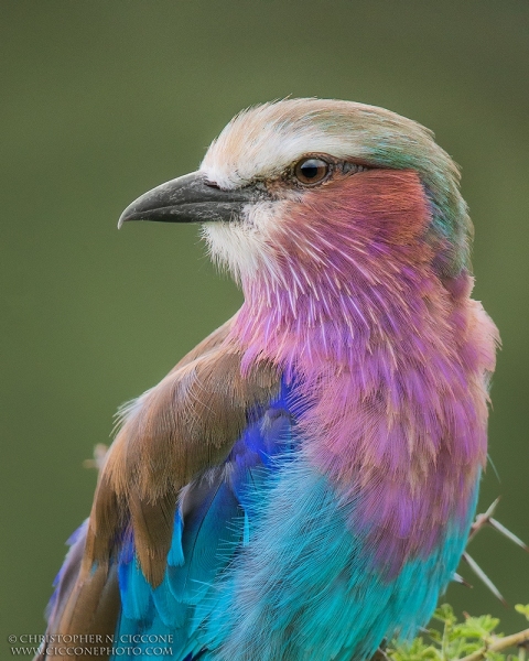 Lilac-breasted Roller