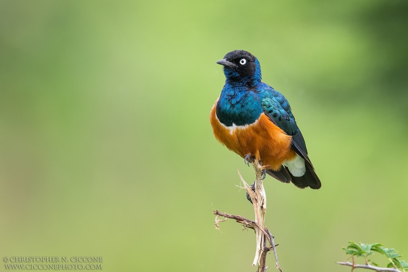 Superb Starling