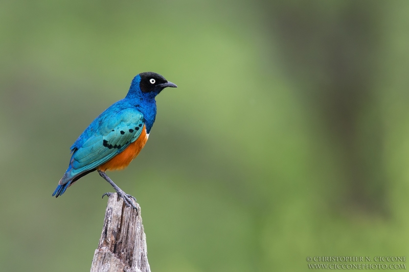 Superb Starling