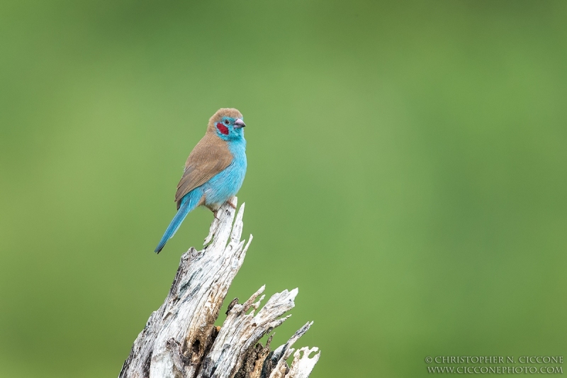 Red-cheeked Cordon-bleu