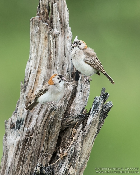 Speckle-fronted Weaver