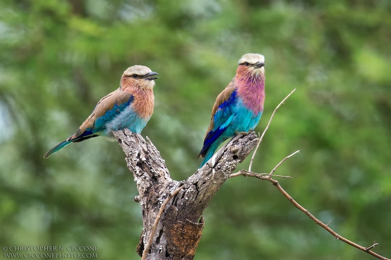 Lilac-breasted Roller