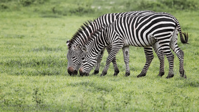 Plains Zebras