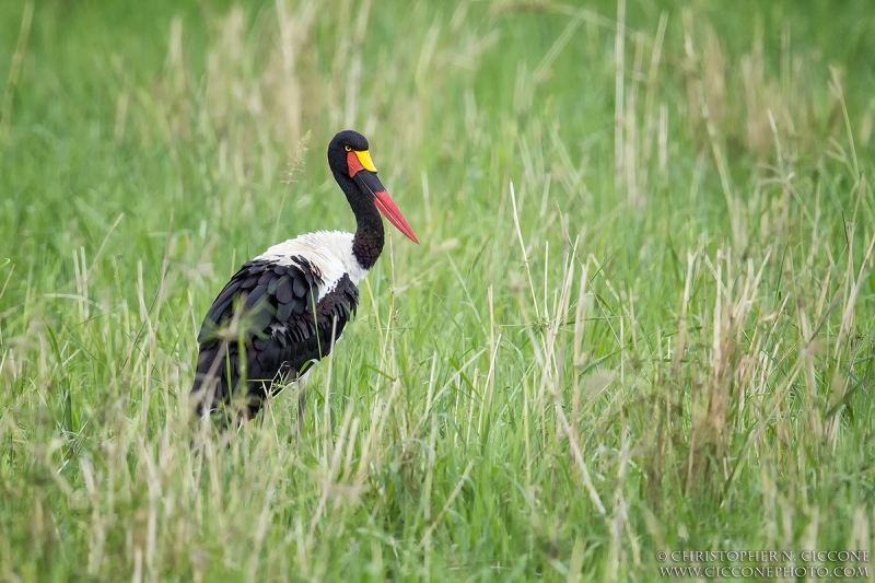 Saddle-billed Stork