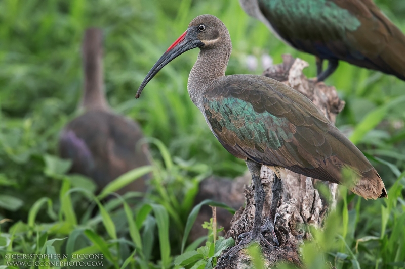 Hadada Ibis