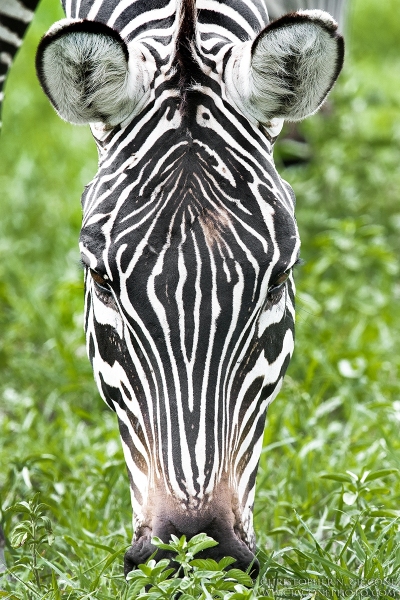 Plains Zebra