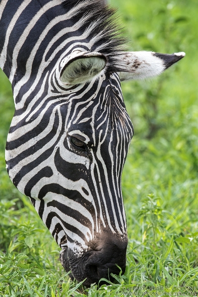 Plains Zebra