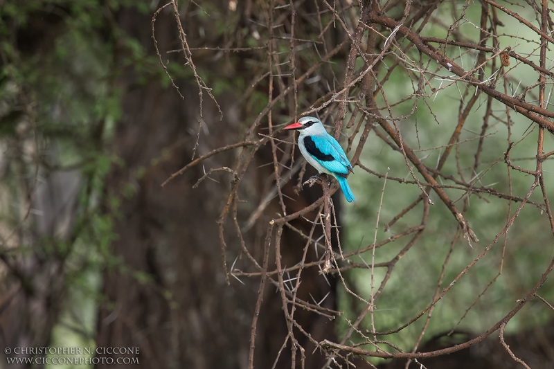 Woodland Kingfisher