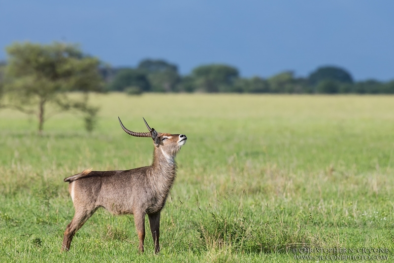 Waterbuck