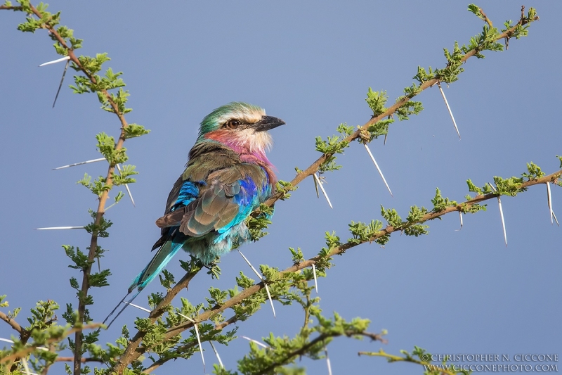 Lilac-breasted Roller