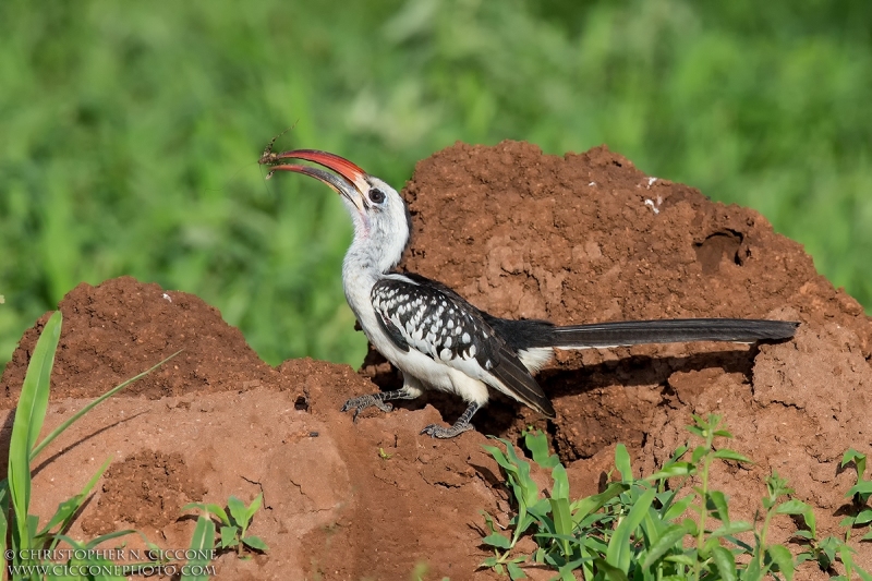 Red-billed Hornbill