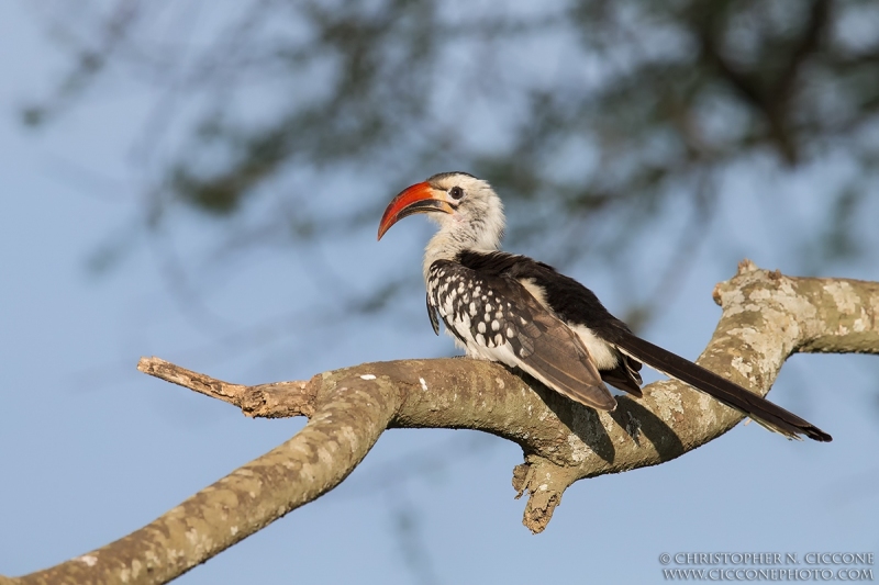 Red-billed Hornbill