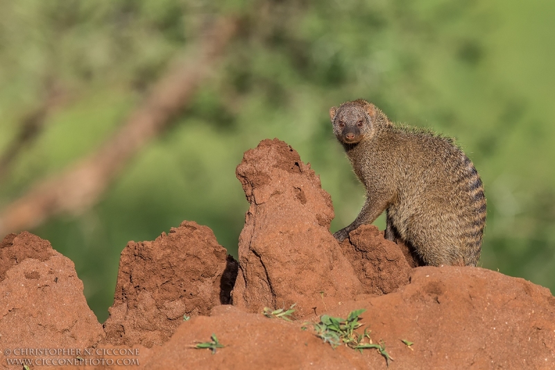 Banded Mongoose