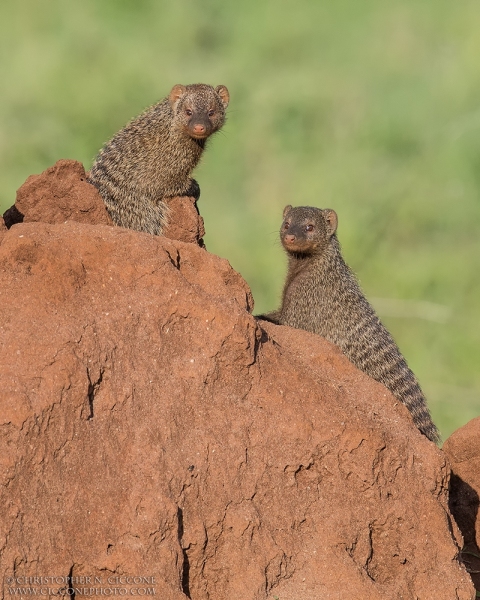 Banded Mongoose