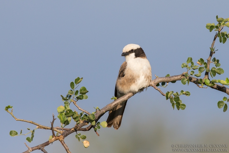 Northern White-crowned Shrike