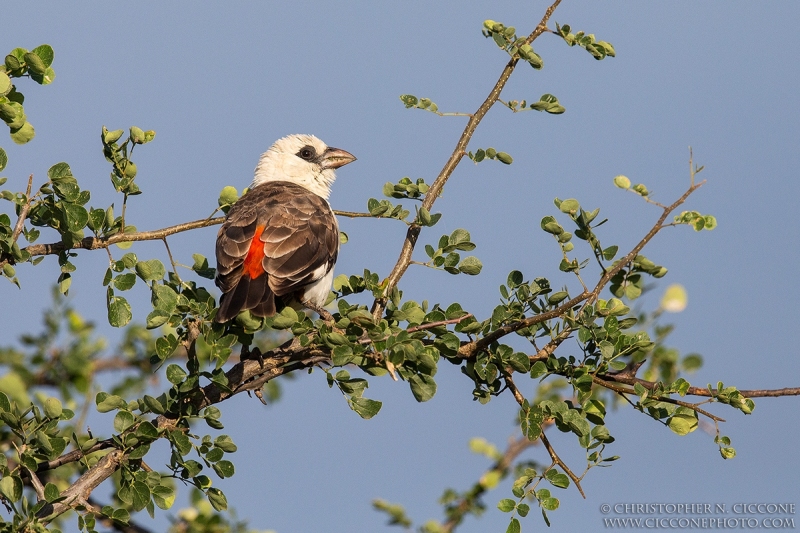 White-headed Buffalo Weaver