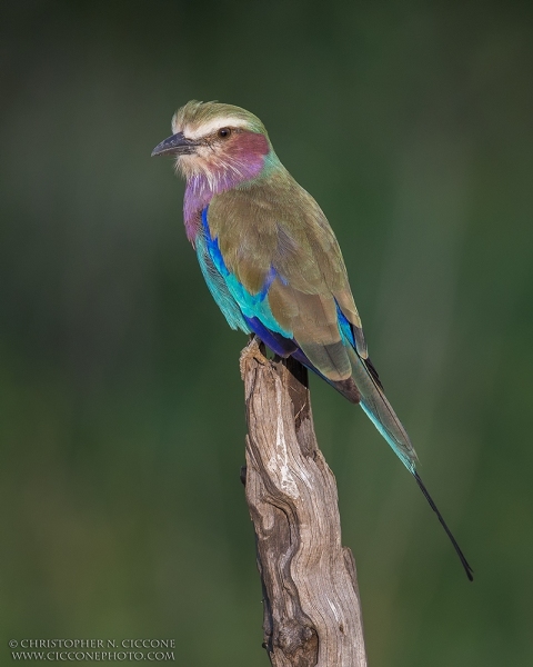 Lilac-breasted Roller