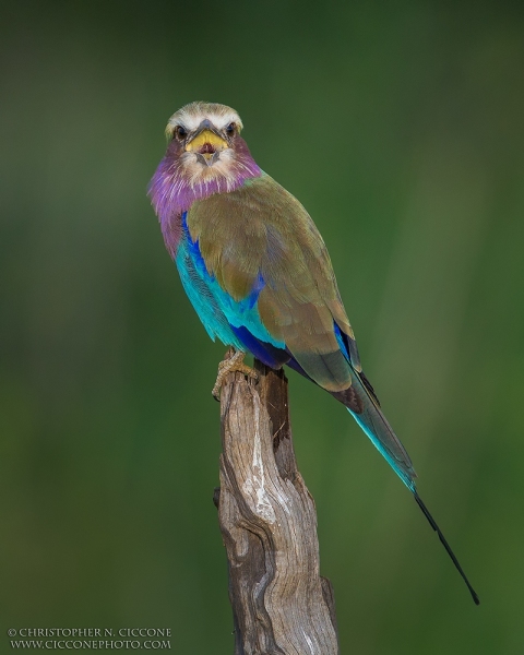 Lilac-breasted Roller