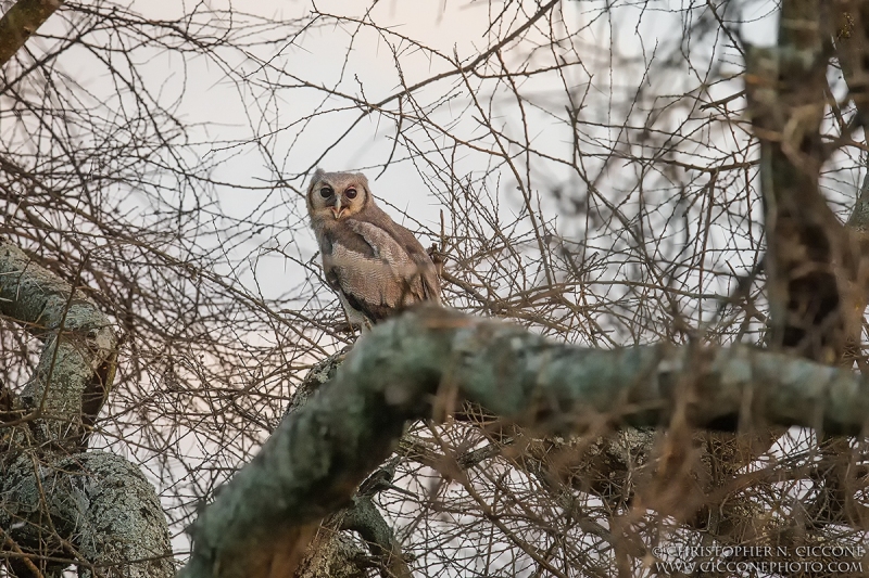 Verreaux's Eagle-Owl