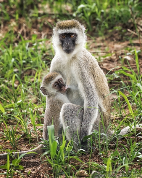 Vervet Monkey